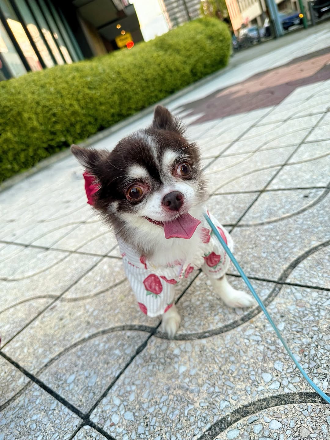 Chen Ying Online Store